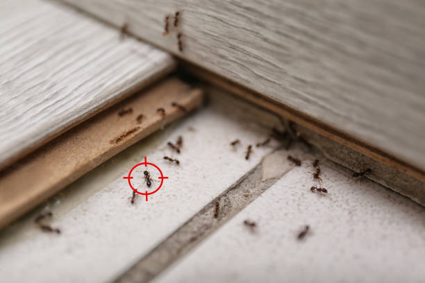 Best Rat Extermination Near Me  in Broadway, VA