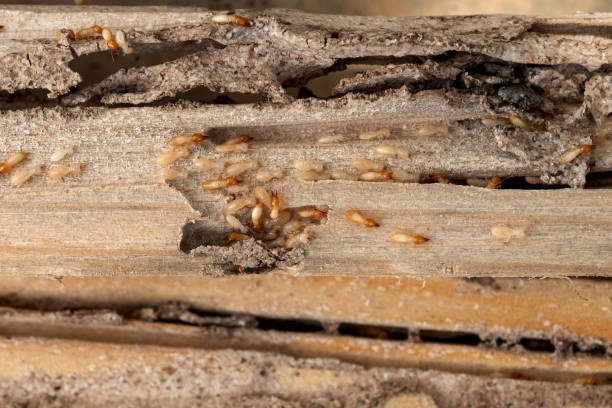 Pest Control Cost in Broadway, VA